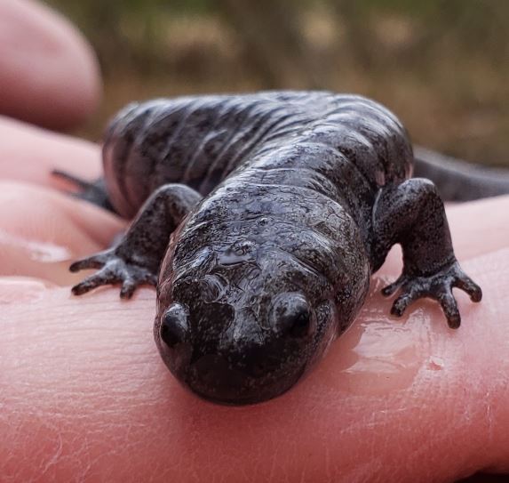 Close Up of Adult Streamside Salamander