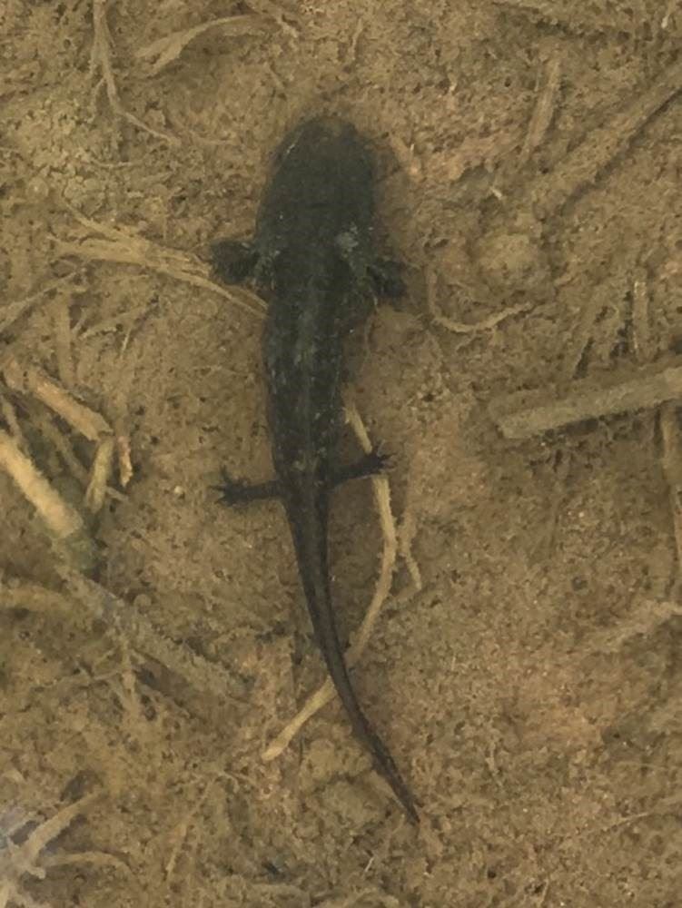 Streamside Salamander Larva