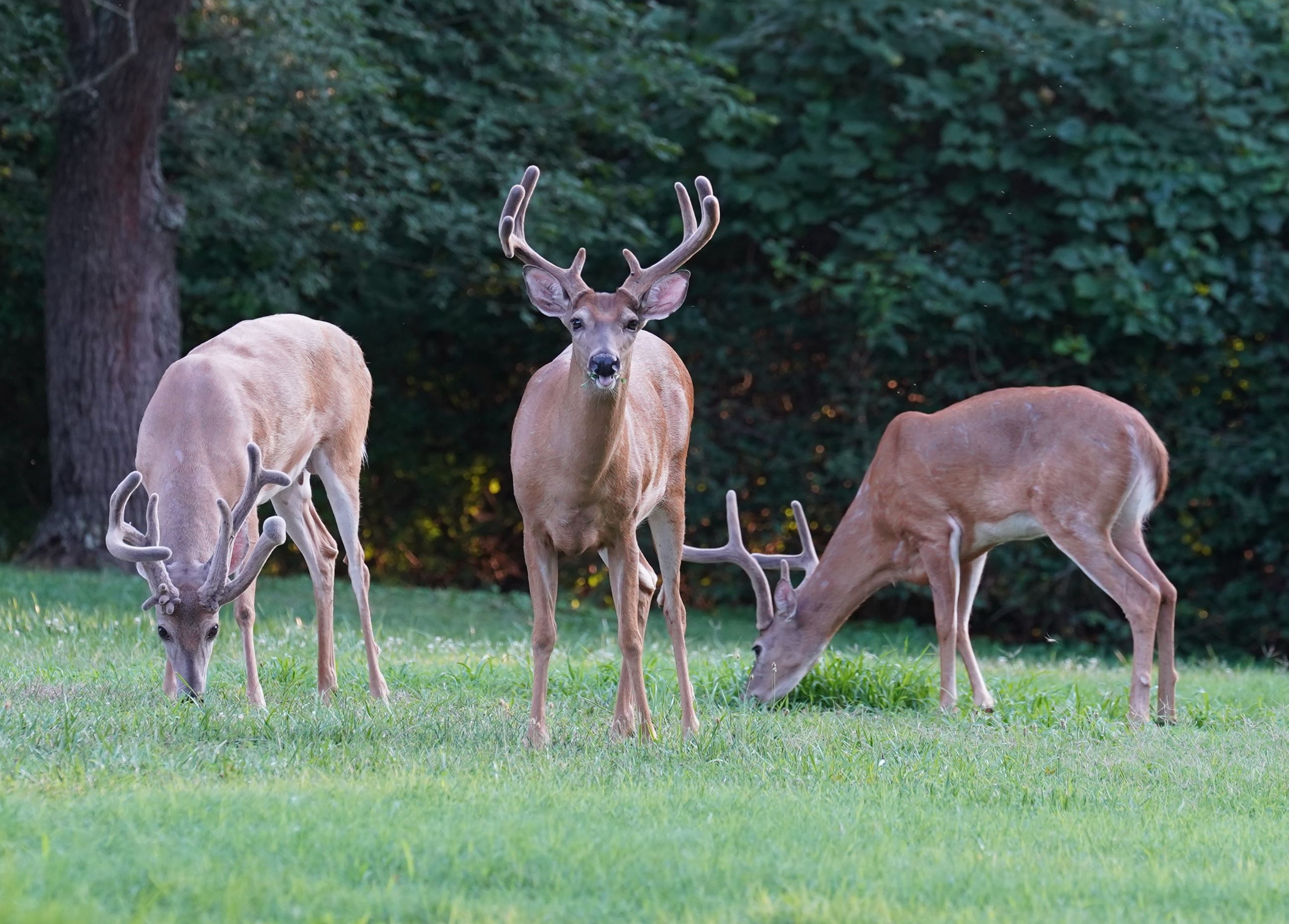Photo of three male deer